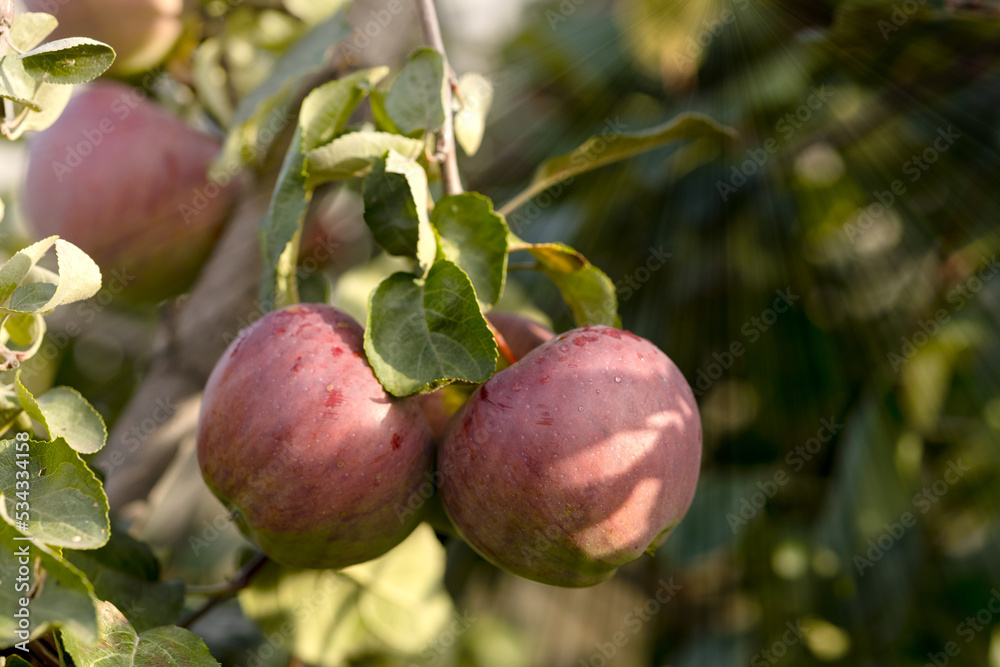 Red juicy apples hang on branches on a tree on a blue sky background Red juicy apples hang on branches on a tree on a blue sky background