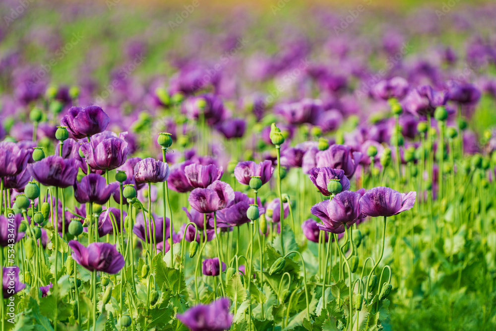 Fototapeta premium A poppy is a flowering plant in the subfamily Papaveroideae of the family Papaveraceae. Poppies are herbaceous plants, often grown for their colourful flowers.