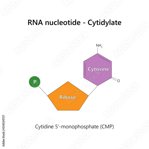 RNA nucleotide (ribonucleotide) - Cytidylate. Vector illustration.