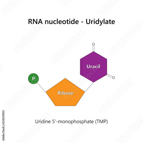 RNA nucleotide (ribonucleotide) - Uridylate. Vector illustration.