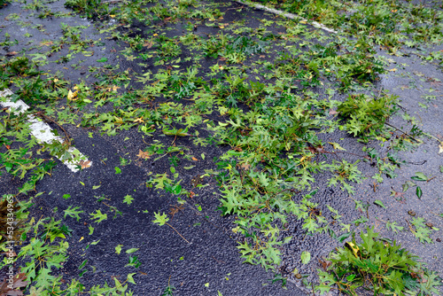 Fototapeta Naklejka Na Ścianę i Meble -  Wet, green leaves, twigs and branches scattered on parking lot asphalt after Hurrican Ian passed through Orlando