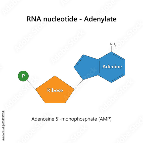 RNA nucleotide (ribonucleotide) - Adenylate. Vector illustration.
