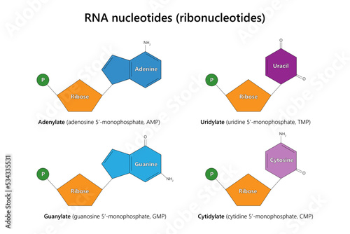 RNA nucleotides (ribonucleotides). Vector illustration. photo