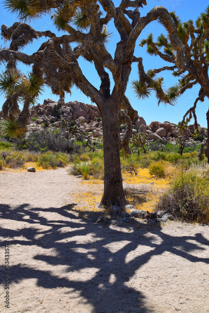Joshua Tree National Park near Barker Dam Joshua Tree National Park near Barker Dam