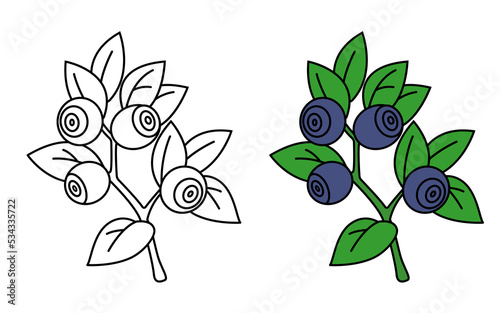 Blueberry coloring book. Blueberry branch vector illustration