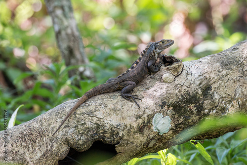iguana  Osa Peninsula  Costa Rica