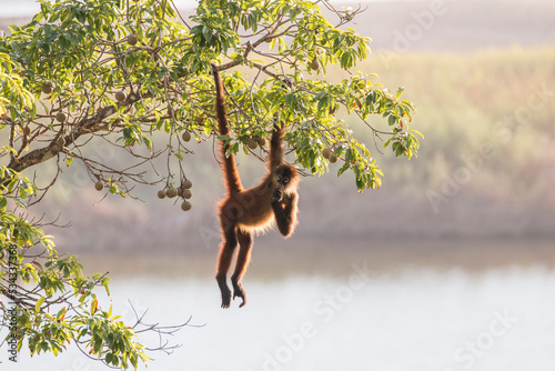 spider monkey hanging over the lagoon photo