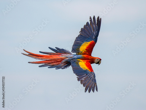 flying scarlet macaw