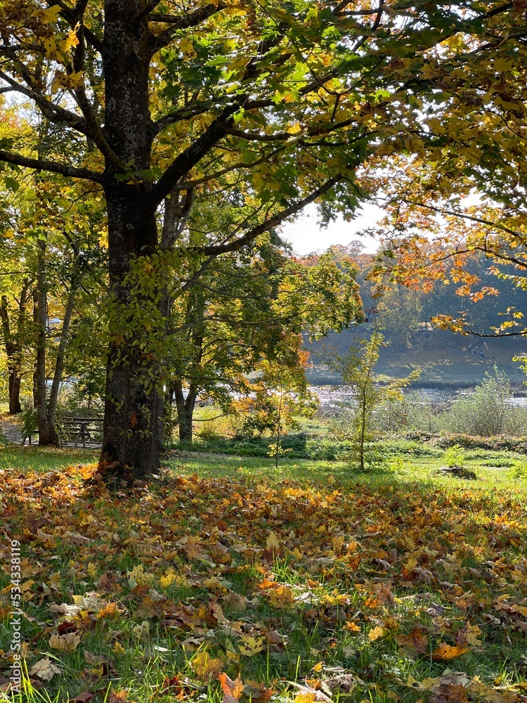 autumn park yellow and green tree and lawn