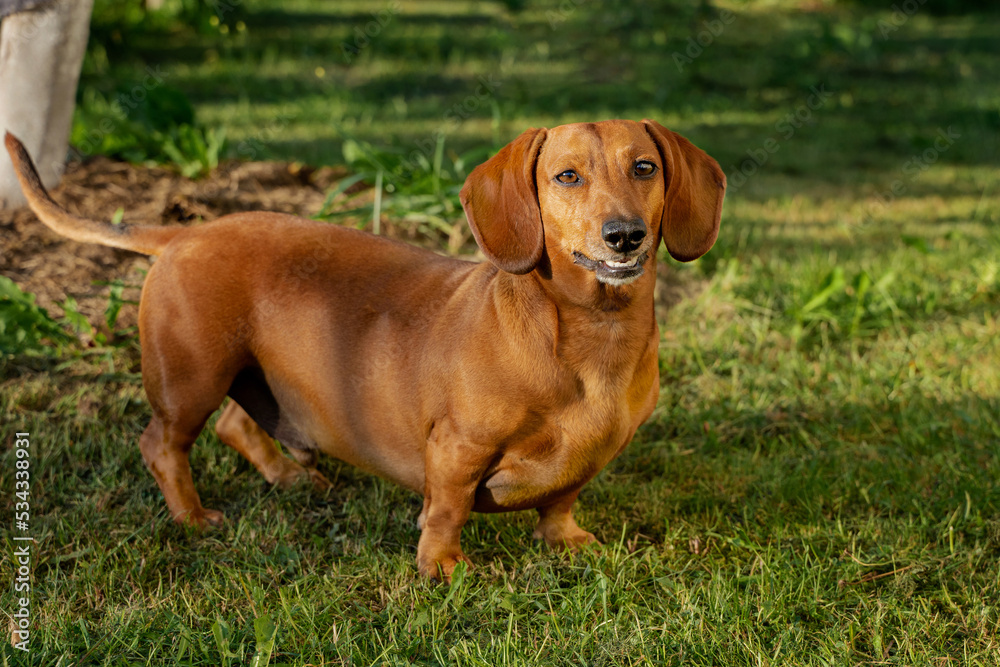 a young dachshund boy on the street in the park walks and smiles