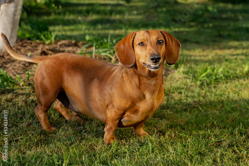a young dachshund boy on the street in the park walks and smiles