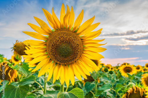 the sunflower  helianthus annuus  is a living annual plant in the family asteraceae  with a large flower head  capitulum .