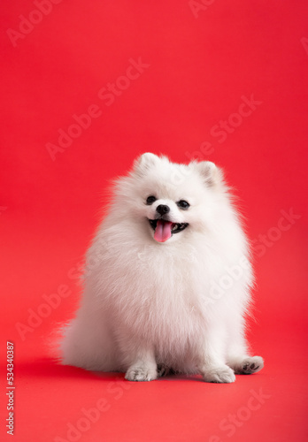 Dog breed pomeranian spitz funny sits on a red background