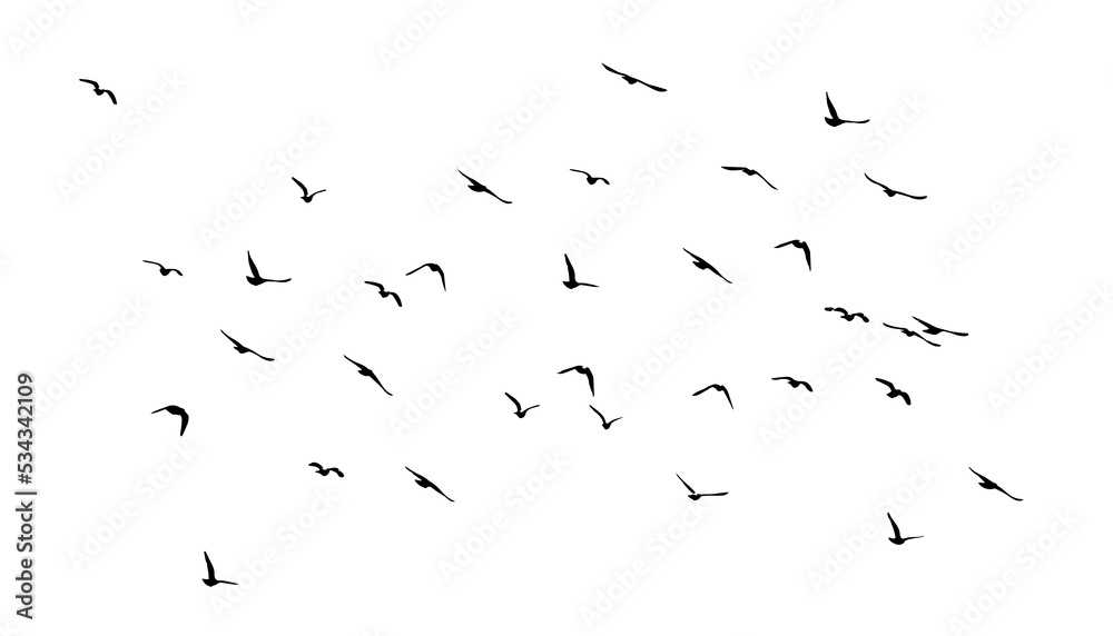 A flock of flying birds. Free birds. Vector illustration - obrazy, fototapety, plakaty 