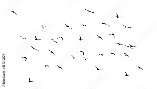 Fotografia A flock of flying birds. Free birds. Vector illustration