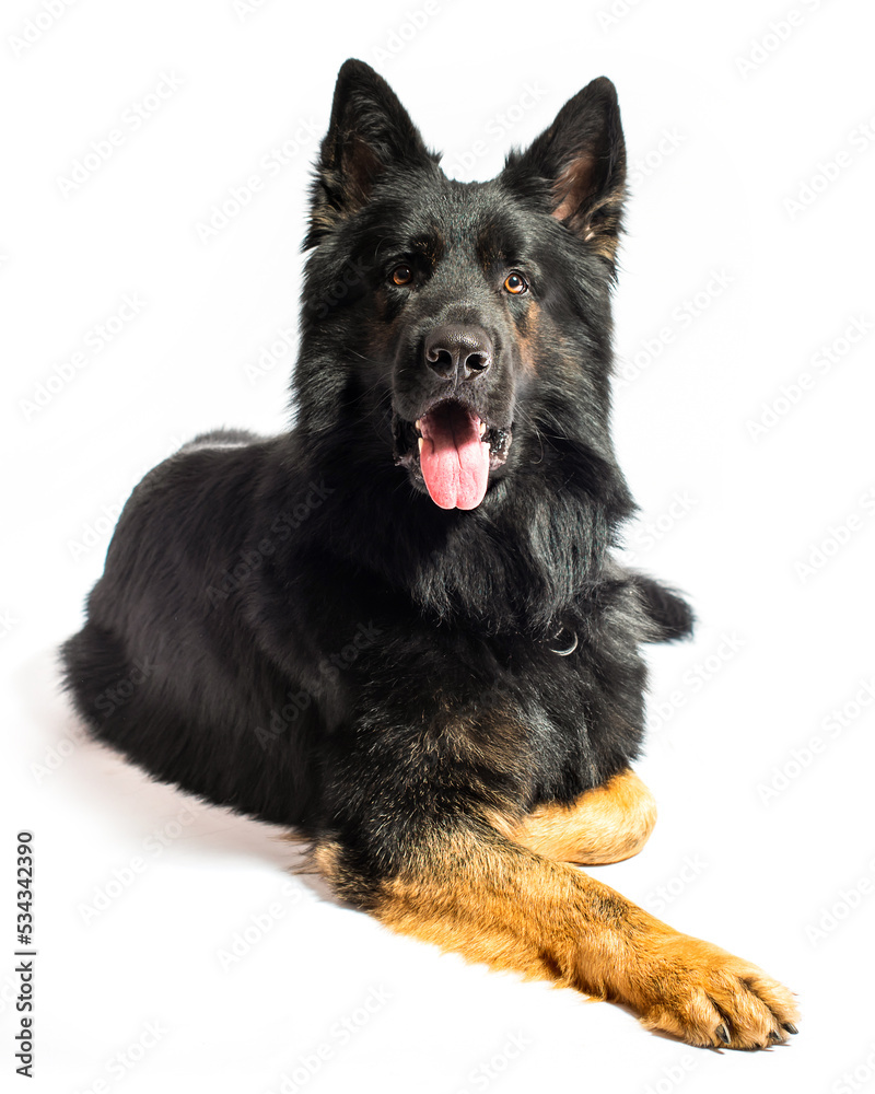 Dog german shepherd in front of a white background