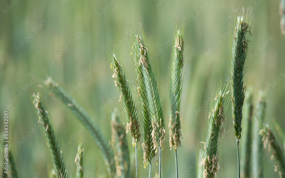 Green ears of grain. Rye in the spring season, agriculture. Cereal ripening in the field. Green ear in close-up.