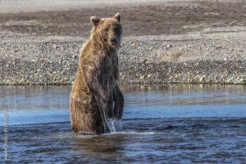 Grizzly bear standing while fishing, Lake Clark National Park and Preserve, Alaska