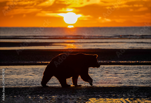 Adult grizzly bear silhouetted on beach at sunrise, Lake Clark National Park and Preserve, Alaska, Silver Salmon Creek