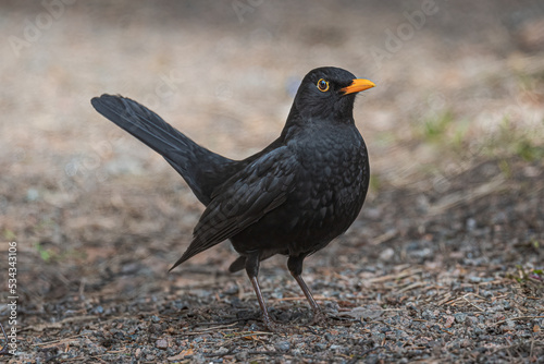 blackbird on the ground © Risto