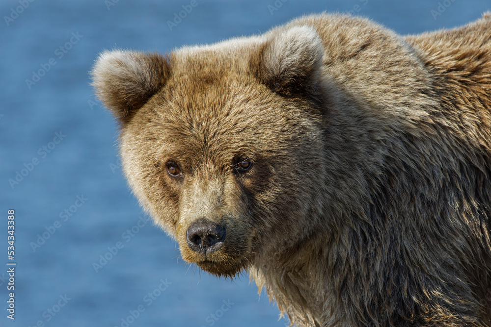 Grizzly bear, Lake Clark National Park and Preserve, Alaska, Silver Salmon Creek