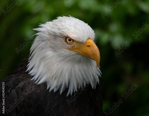 Usa, Alaska. Alaska Raptor Center, this bald eagle poses for the camera.