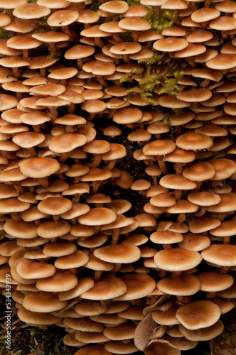 Usa, Alaska. Rainforest mushrooms at Bartlett Cove, Glacier Bay.