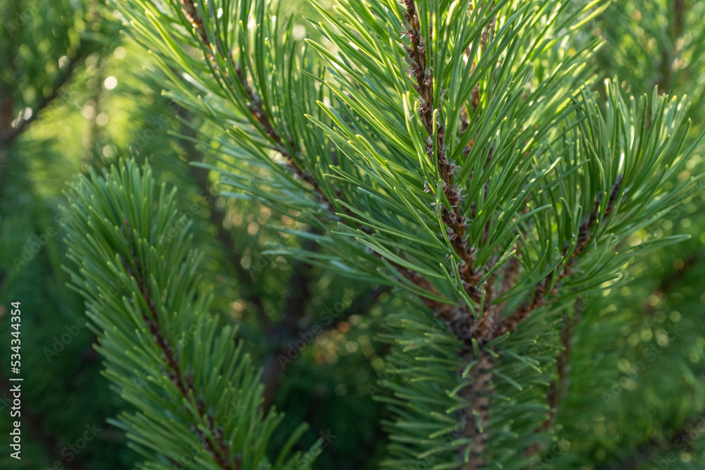 Natural background of young pine branches, close-up. Growing new pine. Pine branches with green needles for branding, calendar, postcard, screensaver, wallpaper, poster, banner, cover, website Natural background of young pine branches, close-up. Growing new pine. Pine branches with green needles for branding, calendar, postcard, screensaver, wallpaper, poster, banner, cover, website