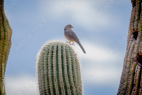 USA, Arizona, Catalina. Canyon towhee bird on saguaro cactus. photo