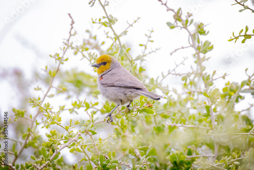 USA, Arizona, Catalina. Adult verdin bird in tree. © Danita Delimont