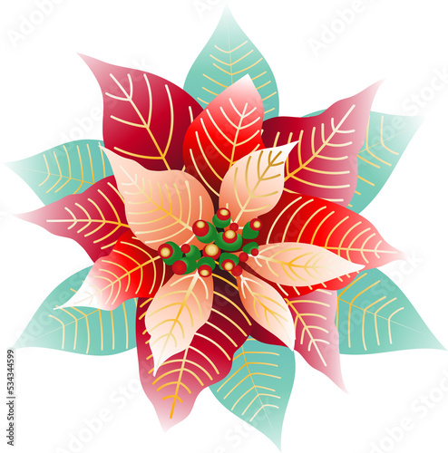 Red poinsettia flower with green leaves. Traditional Christmas flower
