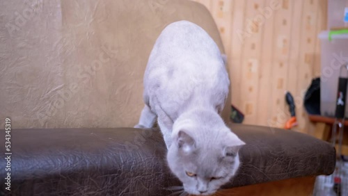 Gray British cat sitting on Leather Sofa and then Jumping from it to the Floor. Resting active Scottish pretty fluffy cat with green eyes suddenly jumps for food on floor. Lifestyles. Pets. Kitchen. photo