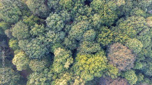 aerial top down view of a green forest, drone view, natural green background. High quality photo