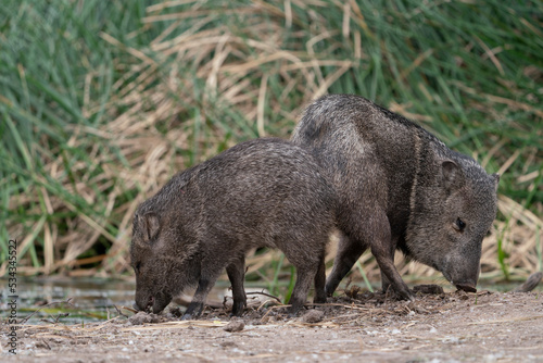 USA, Arizona. Javelinas feeding. Collared Peccary adult with young, in a marsh area.