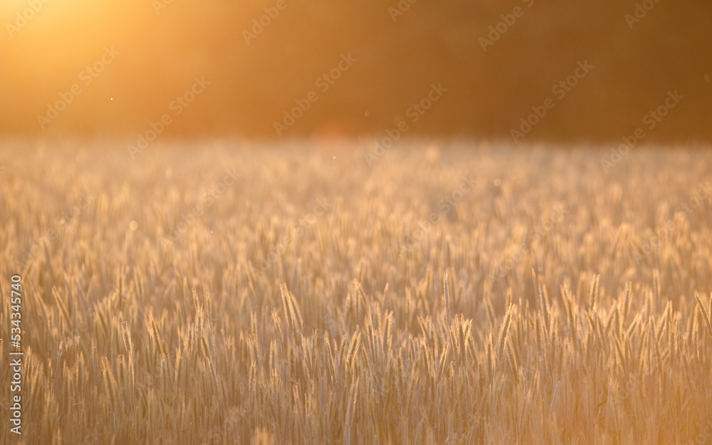 Green ears of grain. Rye in the spring season, agriculture. Cereal ripening in the field. Green ear in close-up.