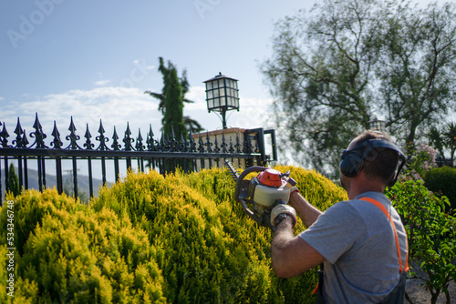 Thujas Trees Green Wall Shaping with Gasoline Hedge Trimmer by Caucasian Gardener.
