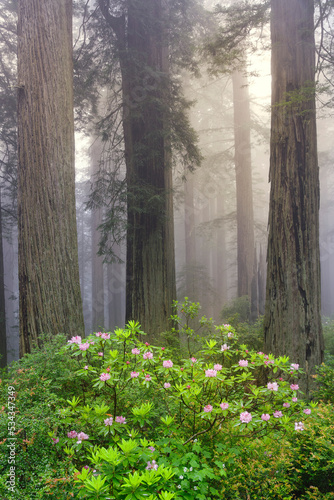 Fototapeta Naklejka Na Ścianę i Meble -  Redwood trees and Pacific Rhododendron in fog, Redwood National Park, California