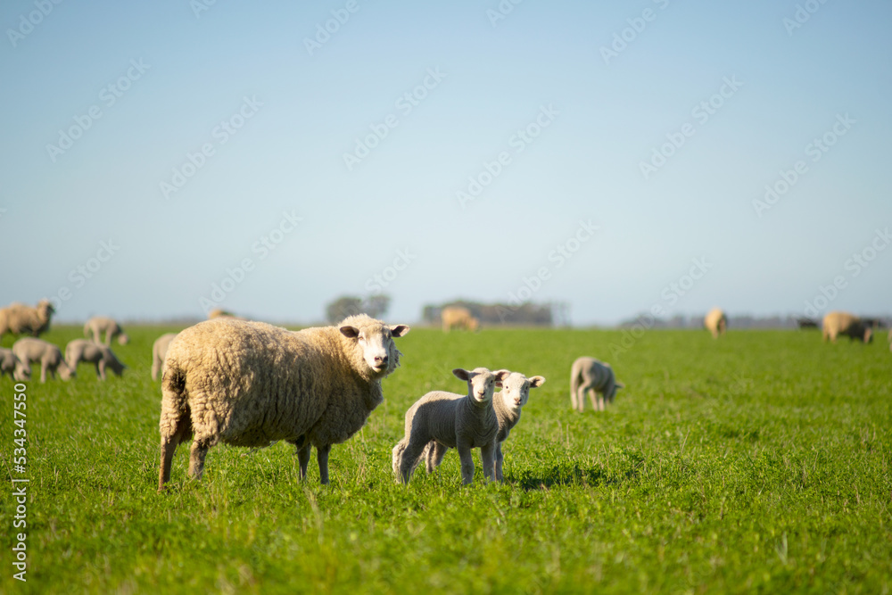 a mother sheep with her two lambs walk through the field with much affection, love and company. take care of animals do not eat meat a mother sheep with her two lambs walk through the field with much affection, love and company. take care of animals do not eat meat