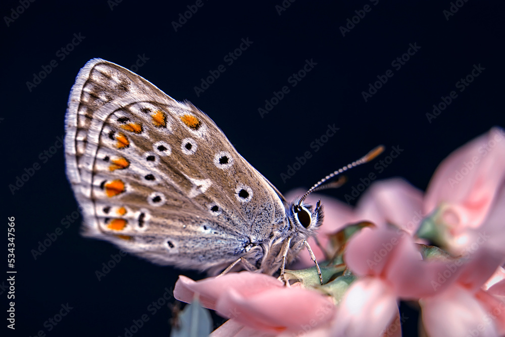 Obraz premium Macro shots, Beautiful nature scene. Closeup beautiful butterfly sitting on the flower in a summer garden.