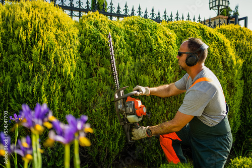 Thujas Trees Green Wall Shaping with Gasoline Hedge Trimmer by Caucasian handyman.
