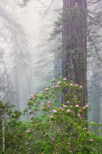 Pacific Rhododendron in foggy redwood forest, Redwood National Park,