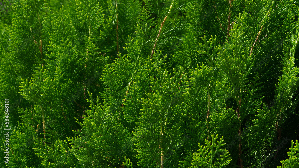 Coniferous leaves of thuja, green background of leaves Coniferous leaves of thuja, green background of leaves