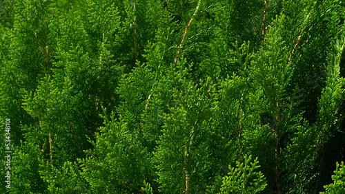 Coniferous leaves of thuja, green background of leaves