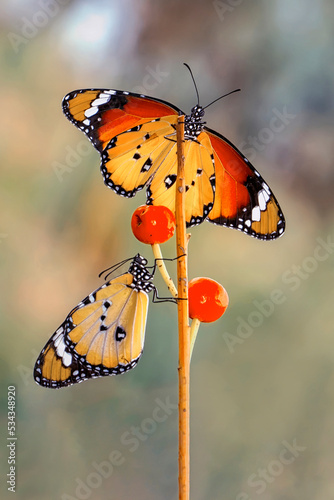 Macro shots, Beautiful nature scene. Closeup beautiful butterfly sitting on the flower in a summer garden.