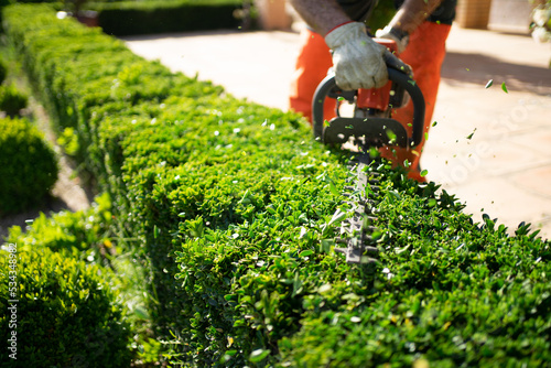 Home and garden concept. Hedge trimmer in action. Shrub trimming work. photo