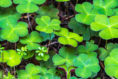 USA, California, Redwood National and State Parks. Oxalis leaves in Lady Bird Johnson Grove. photo