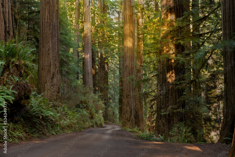 USA, California, Jedediah Smith Redwoods State Park. Dirt road winds through old growth coastal redwood trees.