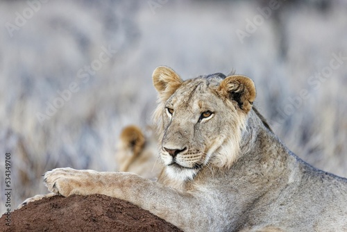Closeup of a majestic lioness resting on grass in the beautiful Lewa Wildlife Conservancy in Kenya photo