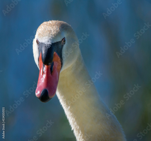 Fototapeta Naklejka Na Ścianę i Meble -  Usa, California. Closeup of a mute swan face.