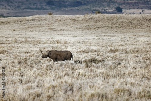 Black rhino walking in the grass in Lewa Conservancy, Kenya